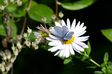 Short-tailed blue (Cupido argiades) butterfly perched on a daisy in Zurich, Switzerland © Janine