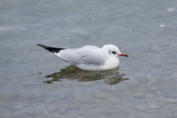 Obraz premium Black-headed gull (Chroicocephalus ridibundus) swimming in the lake in Zurich, Switzerland