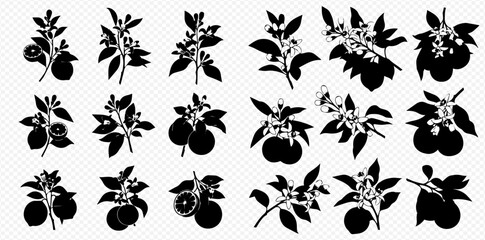 Set of citrus fruit branches with leaves and blossoms in silhouette, perfect for graphic design elements.