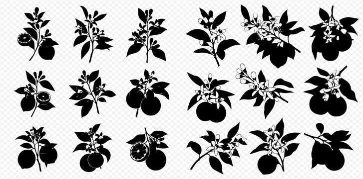 Set of citrus fruit branches with leaves and blossoms in silhouette, perfect for graphic design elements.