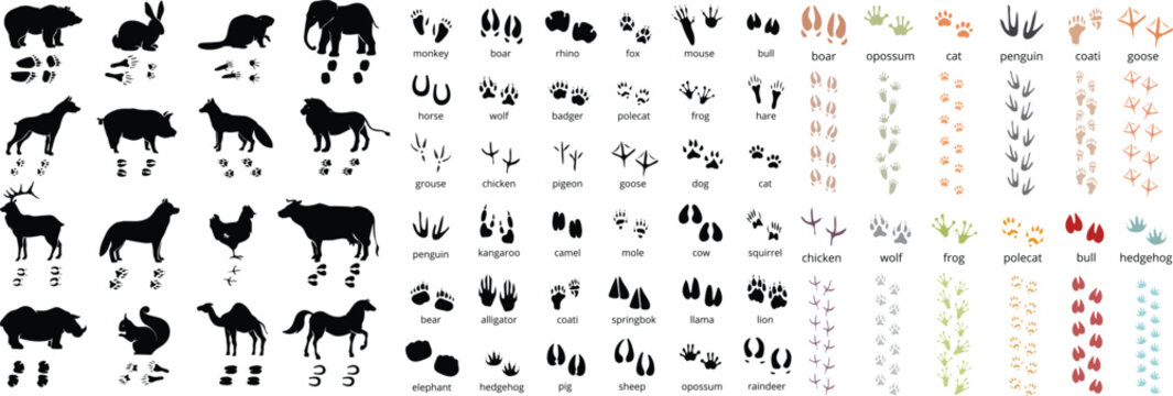 Wild and domestic animals silhouettes with matching paw prints set