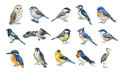 Artistic watercolor collection of wild birds and avian wildlife species © Ірина Агібалова