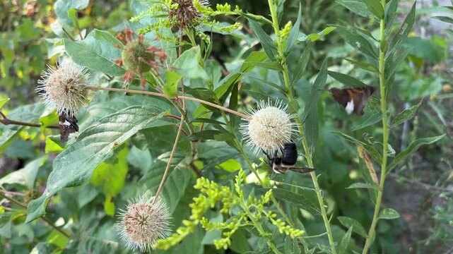 pollinators bees feeding on flowers