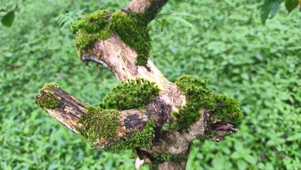 Close up of vibrant green moss growing on a weathered tree branch in a lush tropical forest.