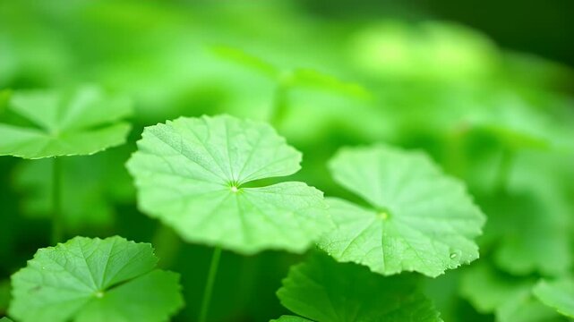 Gotu Kola Plant Close-Up with Vibrant Green Leaves in Natural Light for Herbal Remedies and Topical Treatments Imagery