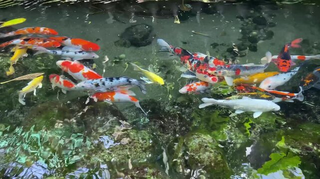 A group of colorful koi (Cyprinus carpio) swimming actively in a clear pond with a natural moss-covered rock bottom, displaying beautiful red, white, black, and yellow color patterns.