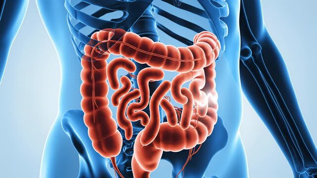 Detailed medical animation of the human intestine, visualizing the digestive process and organ function within the abdominal cavity for scientific or educational purposes
