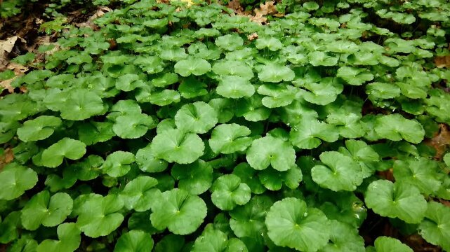 Hydrocotyle Vulgaris Lush Green Ground Cover with Rounded Leaves in Natural Woodland Setting for Herbal Medicine and