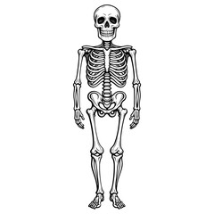 A full human skeleton anatomy illustrated in detailed vintage engraved style. Concept of medical education and skeletal system study for science visuals