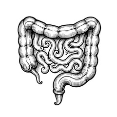 A human intestines anatomy illustrated in detailed vintage engraved medical style. Concept of digestive system education and gastrointestinal health science
