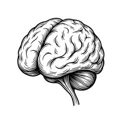 A human brain anatomy illustrated in detailed vintage engraved medical style. Concept of neuroscience and mental function for healthcare education and design