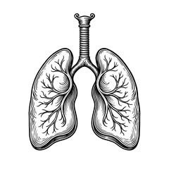 A pair of human lungs illustrated in vintage engraved anatomical medical style. Concept of respiratory system education and health science visuals
