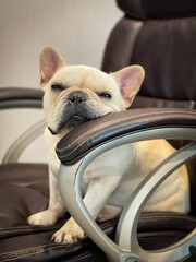 Lazy French Bulldog Relaxing in Office Chair at Home