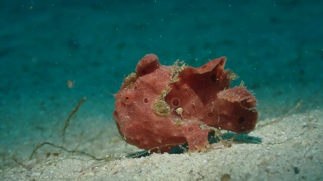 Red Frogfish Walking Slowly Across Sandy Seabed Underwater