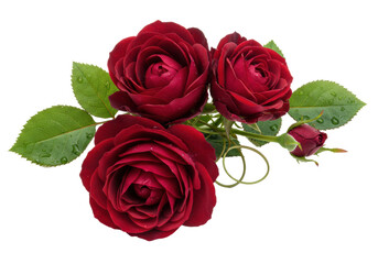 Fototapeta premium Three deep crimson english garden roses and a delicate red rosebud with dewy green foliage, arranged on a transparent background with copy space. Concept of elegant botanical beauty