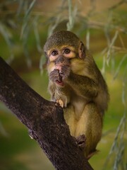 Fototapeta premium Gabon talapoin