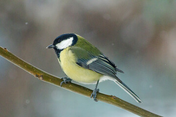 Great tit closeup. Tit on a tree. Winter bird portrait. Falling snow background. Yellow breast feathers. Sitting on branch. Heavy snowfall scene. Christmas. New Year. Small fluffy avian. Cold weather  © Kara