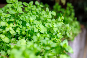 Fresh green ground cover plants growing on an old tree trunk in a natural outdoor environment,  natural light, botanical texture and nature detail