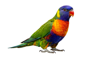 Naklejka premium Rainbow Lorikeet Parrot Isolated on White Background