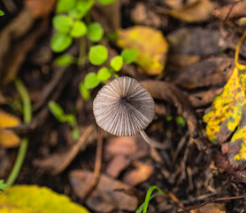 mushroom in the forest
