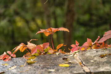 autumn leaves in the park