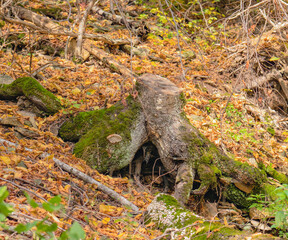 old stump in the forest