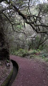 Dry trees above Levada das 25 Fontes walking trail in Madeira