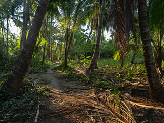 Footpath in the tropical forest