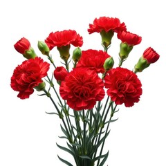 Fototapeta premium Beautiful red carnation flowers in a vase isolated on white background