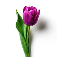 Fototapeta premium Beautiful purple tulip flower isolated on white background