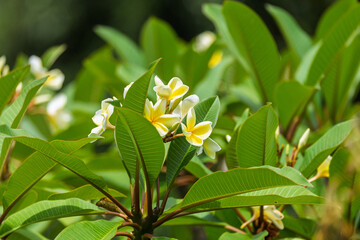 Obraz premium Close up of yellow and white Templetree flowers in Mount Penang gardens, NSW, Australia