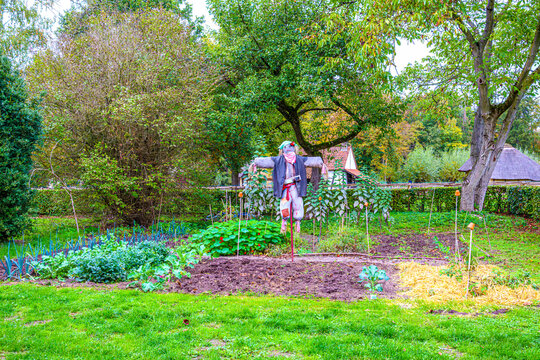 Vegetable garden with edible plants and scarecrow doll in backyard, surrounded by hedge of bushes, farmhouse and leafy autumn trees in background, yellowish-green foliage, cloudy day in Belgium