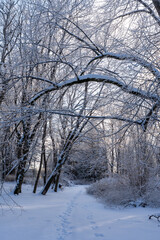 Fototapeta premium Winter forest path with fresh footprints in snow, framed by snow-covered trees and arching branches, calm cold morning atmosphere.