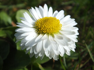 Fototapeta premium Common Daisy (Bellis perennis)