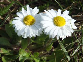 Pair of Common Daisys (Bellis perennis) © TPS