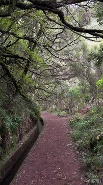 Levada das 25 Fontes is one of the most popular hiking trails among tourists and locals in Madeira island, featuring Risco waterfall and other beautiful locations.