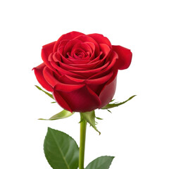 a solitary, deep crimson hybrid tea rose with velvety, spiraled petals and a vibrant green stem, isolated on a bright white, minimalist studio background. concept of timeless elegance