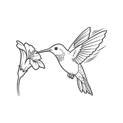 Hummingbird and Flower Line Art Illustration coloring page  © Ms laiba