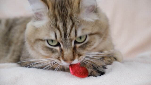 Cute fluffy cat relaxing on the bed with valentine, red heart.  Funny frolic pets. Humor. Valentines Day, Birthday, Dating, Love.