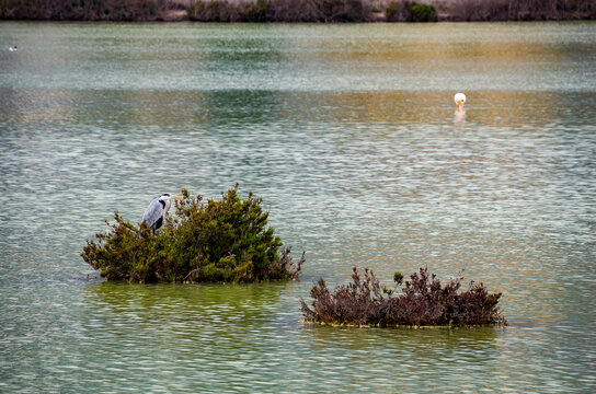 La garza real (Ardea cinerea) es un ave zancuda de la familia Ardeidae
