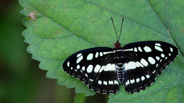 A closeup real time wildlife video shows a freshly emerged common sergeant butterfly resting on a vibrant green leaf while slowly spreading its wings.