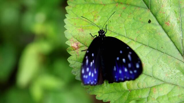 Freshly emerged striped blue crow butterfly drying wings. Closeup video shows a freshly emerged striped blue crow butterfly flaping wings on a green leaf in its natural forest habitat.