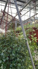 Fototapeta premium Lush hanging and potted plants inside greenhouse with metal structure, indoor botanical garden environment, tropical greenery