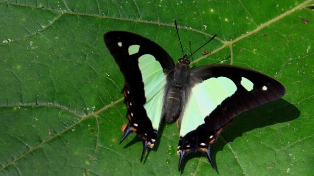 Freshly emerged common nawab butterfly resting on leaf. Closeup video captures a common nawab butterfly shortly after emergence, resting on a green leaf while fully opening its wings.