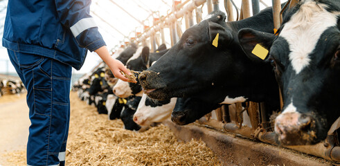 Farmer feeding cows in barn, agriculture and livestock care banner