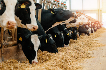 Naklejka premium Cows holstein eating hay in cowshed on dairy farm with sunlight in barn. Banner modern meat and milk production or livestock industry