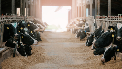 Dairy cows feeding in barn aisle at sunrise, banner © Parilov