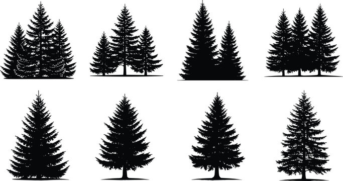 Collection of Eight Detailed Black Silhouettes Featuring Various Pine and Spruce Evergreen Trees for Nature Landscape Forest Conservation and Winter Holiday Graphic Design Projects