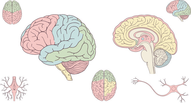 Hand drawn human brain anatomy set with colorful lobes, cross section views and neuron medical illustration elements
