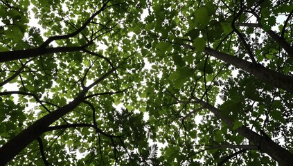 Fototapeta premium Looking up through a dense canopy of trees with green leaves against a bright sky
